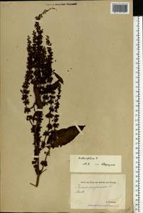 Rumex obtusifolius L., Eastern Europe, Estonia (E2c) (Estonia)