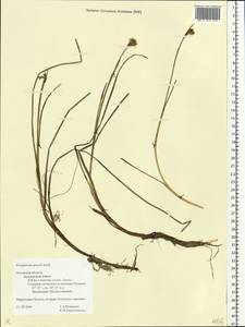 Eriophorum gracile Koch, Eastern Europe, North-Western region (E2) (Russia)