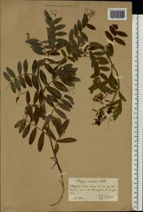 Lathyrus incurvus (Roth)Willd., Eastern Europe, Lower Volga region (E9) (Russia)