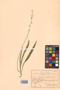 Anticlea sachalinensis (F.Schmidt) Zomlefer & Judd, Siberia, Russian Far East (S6) (Russia)