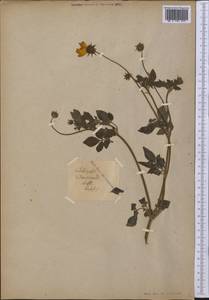 Coreopsis basalis (Otto & A. Dietr.) S. F. Blake, America (AMER) (Not classified)