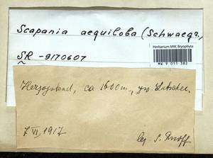 Scapania aequiloba (Schwägr.) Dumort., Bryophytes, Bryophytes - Western Europe (BEu) (Germany)