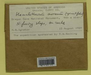 Homalothecium aureum (Spruce) H. Rob., Bryophytes, Bryophytes - America (BAm) (United States)