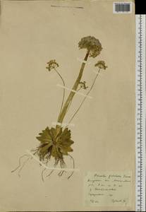 Primula fistulosa Turkev., Siberia, Russian Far East (S6) (Russia)