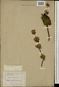Phlomoides tuberosa (L.) Moench, Caucasus, Stavropol Krai, Karachay-Cherkessia & Kabardino-Balkaria (K1b) (Russia)