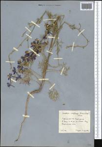 Delphinium camptocarpum Fisch. & C.A.Mey., Middle Asia, Karakum (M6) (Turkmenistan)