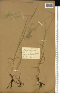 Bromus riparius Rehmann, Eastern Europe, Central forest-and-steppe region (E6) (Russia)