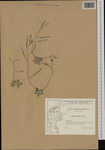 Diplotaxis muralis (L.) DC., Western Europe (EUR) (Denmark)