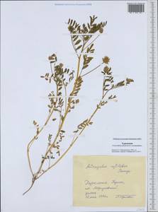 Astragalus filicaulis Kar. & Kir., Middle Asia, Karakum (M6) (Turkmenistan)