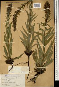 Pontechium maculatum (L.) Böhle & Hilger, Caucasus, Armenia (K5) (Armenia)