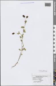 Trifolium spadiceum L., Eastern Europe, Middle Volga region (E8) (Russia)