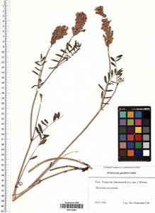 Hedysarum gmelinii Ledeb., Eastern Europe, Middle Volga region (E8) (Russia)