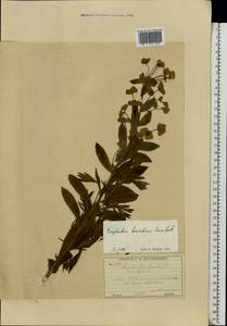 Euphorbia esula subsp. esula, Eastern Europe, Moscow region (E4a) (Russia)