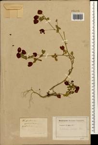 Trifolium aureum Pollich, Caucasus, Stavropol Krai, Karachay-Cherkessia & Kabardino-Balkaria (K1b) (Russia)