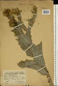 Onopordum acanthium L., Eastern Europe, Central forest-and-steppe region (E6) (Russia)