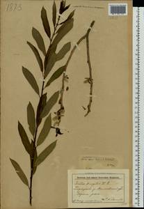 Salix fragilis L., Eastern Europe, Belarus (E3a) (Belarus)
