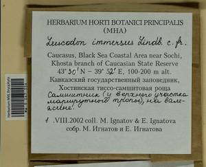 Leucodon immersus Lindb., Bryophytes, Bryophytes - North Caucasus & Ciscaucasia (B12) (Russia)