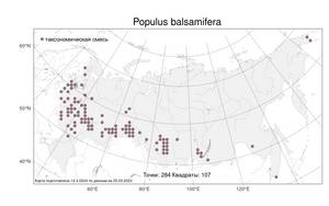 Populus balsamifera L., Atlas of the Russian Flora (FLORUS) (Russia)