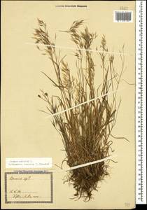 Bromus tectorum L., Caucasus, Georgia (K4) (Georgia)