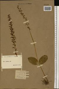 Neottia ovata (L.) Bluff & Fingerh., Eastern Europe, Moscow region (E4a) (Russia)