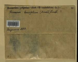 Dicranum brevifolium (Lindb.) Lindb., Bryophytes, Bryophytes - Yakutia (B19) (Russia)