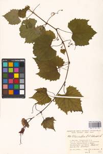 Vitis vinifera × labrusca, Eastern Europe, Moscow region (E4a) (Russia)