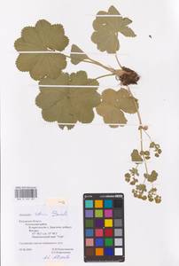 Alchemilla sibirica Zämelis, Eastern Europe, Central region (E4) (Russia)