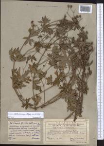 Geranium collinum Stephan ex Willd., Middle Asia, Western Tian Shan & Karatau (M3)