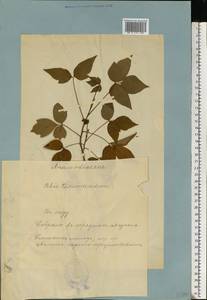 Toxicodendron radicans, Eastern Europe, Estonia (E2c) (Estonia)