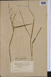 Echinochloa oryzoides (Ard.) Fritsch, Western Europe (EUR) (Not classified)