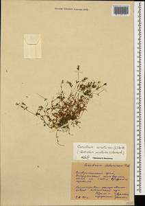 Dichodon cerastoides (L.) Rchb., Caucasus, Stavropol Krai, Karachay-Cherkessia & Kabardino-Balkaria (K1b) (Russia)