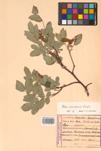 Rosa acicularis Lindl., Siberia, Russian Far East (S6) (Russia)