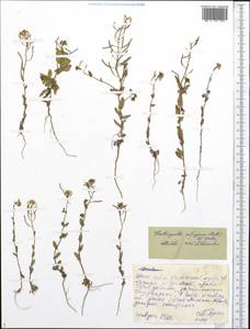Eutrema salsugineum (Pall.) Al-Shehbaz & S.I. Warwick, Siberia, Yakutia (S5) (Russia)