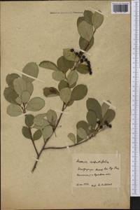 Aronia arbutifolia (L.) Pers., America (AMER) (Russia)