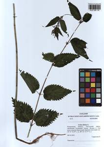 Urtica dioica L., Siberia, Altai & Sayany Mountains (S2) (Russia)