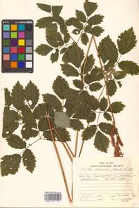 Astilbe rubra Hook. fil. & Thomson, Siberia, Russian Far East (S6) (Russia)