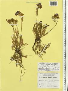 Polemonium boreale Adams, Eastern Europe, Northern region (E1) (Russia)