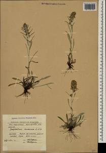 Omalotheca caucasica (Sommier & Levier) Czerep., Caucasus, South Ossetia (K4b) (South Ossetia)