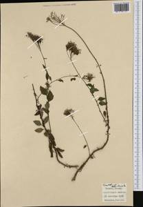 Trachelium caeruleum L., Western Europe (EUR) (Italy)