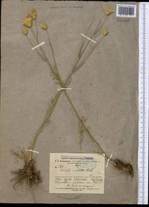 Klasea dissecta (Ledeb.) L. Martins, Middle Asia, Muyunkumy, Balkhash & Betpak-Dala (M9) (Kazakhstan)