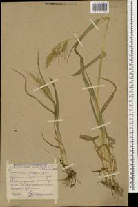 Echinochloa crus-galli (L.) P.Beauv., Caucasus, Stavropol Krai, Karachay-Cherkessia & Kabardino-Balkaria (K1b) (Russia)