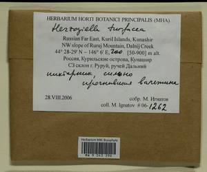 Herzogiella turfacea (Lindb.) Z. Iwats., Bryophytes, Bryophytes - Russian Far East (excl. Chukotka & Kamchatka) (B20) (Russia)