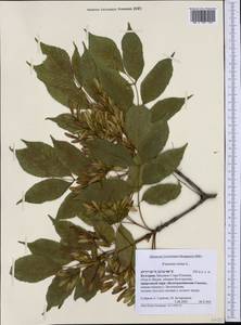 Fraxinus ornus L., Western Europe (EUR) (Bulgaria)