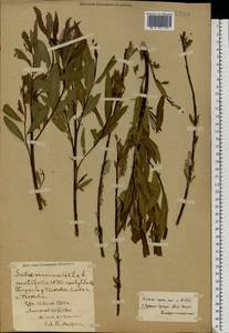 Salix acutifolia × viminalis, Eastern Europe, North-Western region (E2) (Russia)