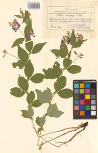 Vicia unijuga A.Braun, Siberia, Russian Far East (S6) (Russia)