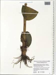 Veratrum lobelianum Bernh., Siberia, Baikal & Transbaikal region (S4) (Russia)