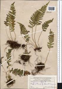 Polypodium vulgare L., Middle Asia, Dzungarian Alatau & Tarbagatai (M5) (Kazakhstan)