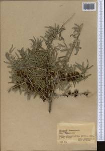 Hippophae rhamnoides, Middle Asia, Pamir & Pamiro-Alai (M2) (Tajikistan)