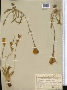 Gentiana olivieri Griseb., Middle Asia, Pamir & Pamiro-Alai (M2) (Uzbekistan)
