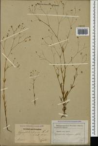 Gypsophila elegans M. Bieb., Caucasus, Armenia (K5) (Armenia)